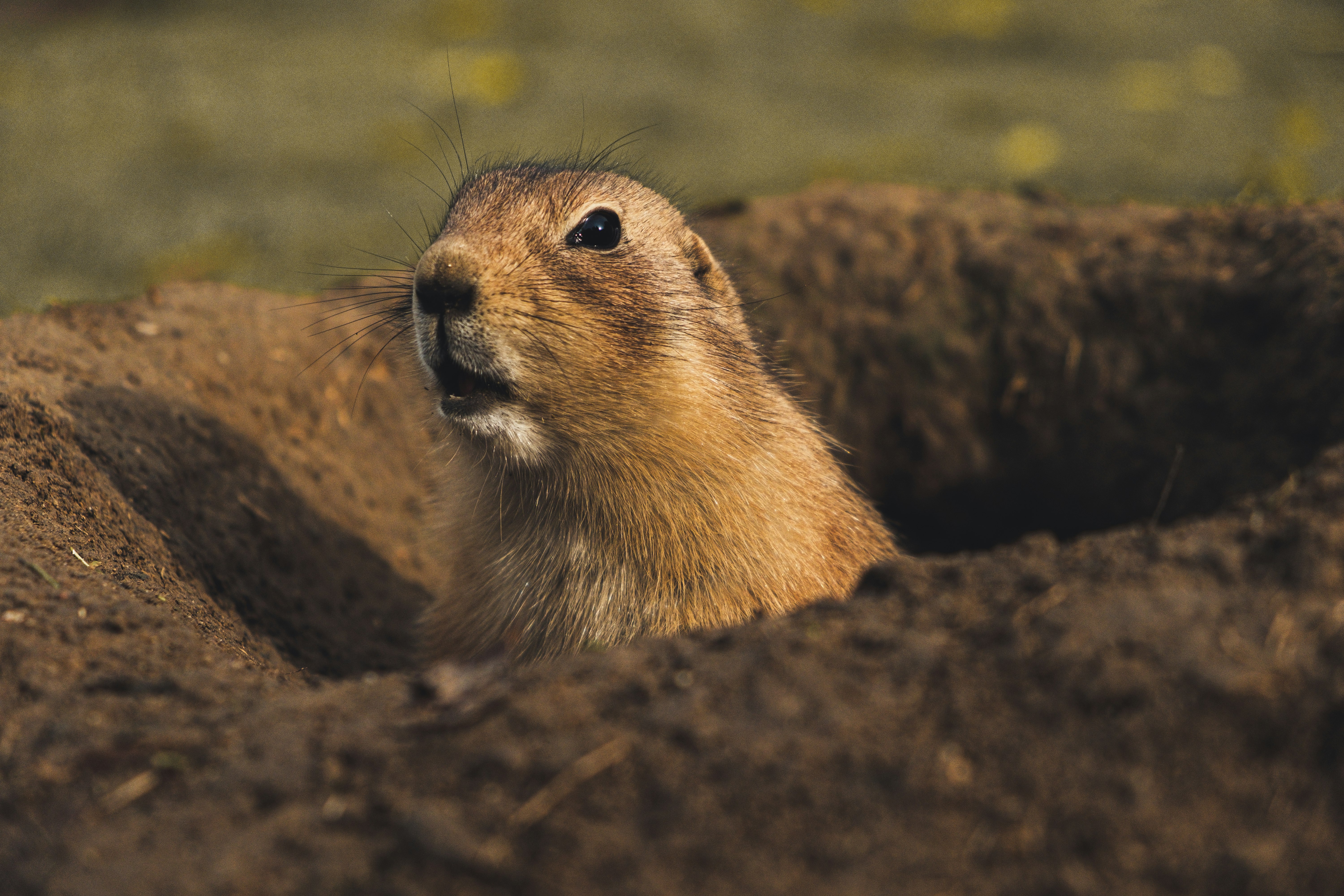 brown beaver